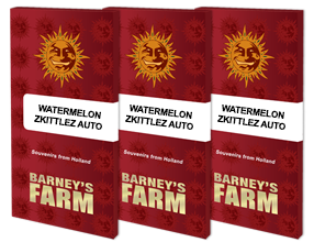 Barney's Farm | Watermelon Zkittlez Auto | 3 Samen