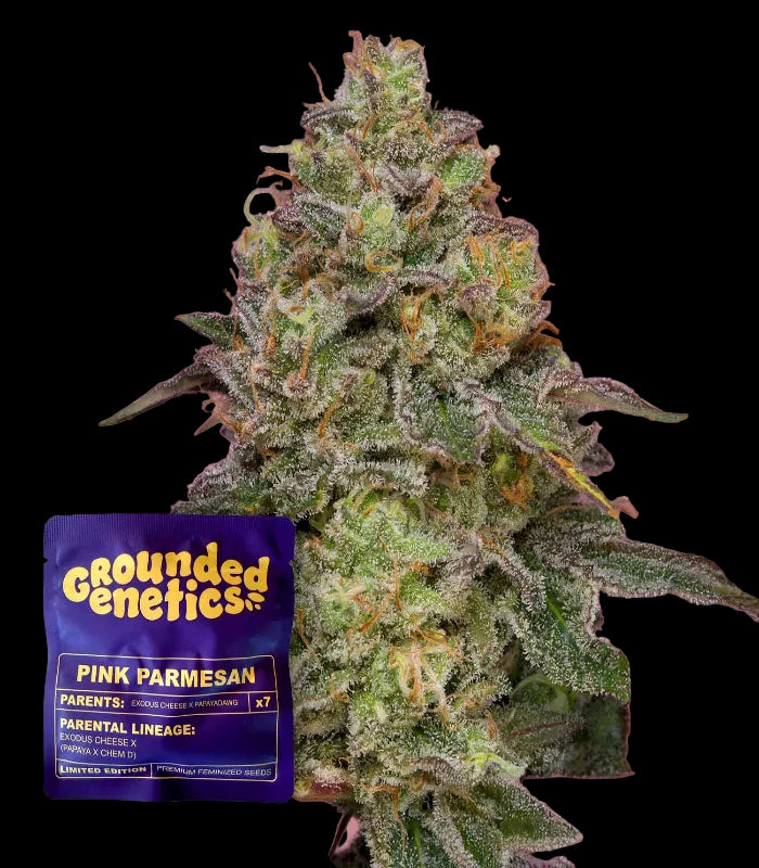 Grounded Genetics | Pink Parmesan | 7 Seeds