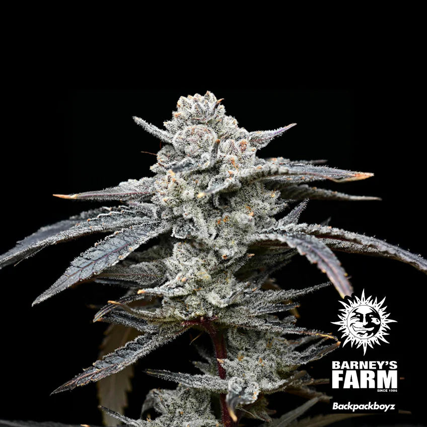 Barney's Farm | Lemon Cherry Gelato | 3 Samen