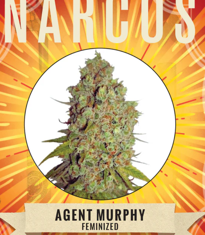 Narcos | Agent Murphy | 3 Seeds per Pack