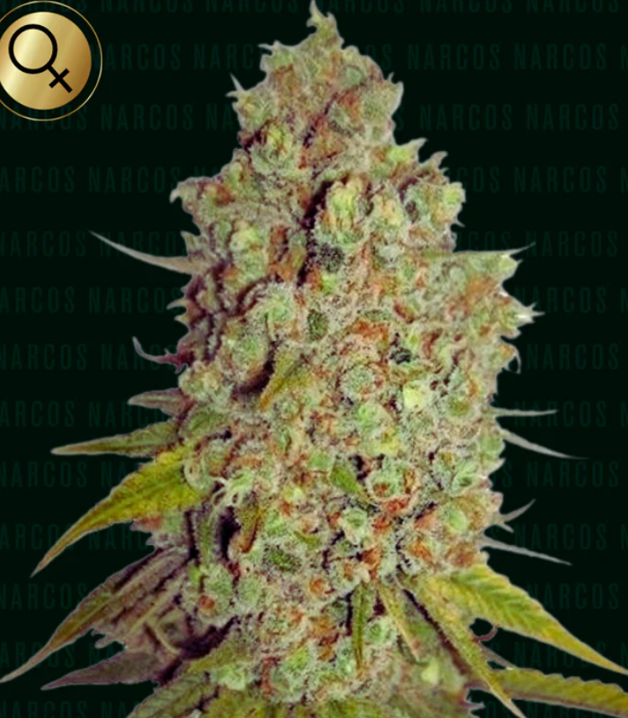 Narcos | Agent Murphy | 3 Seeds per Pack