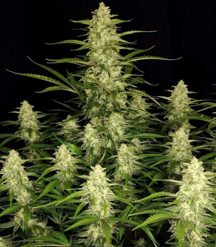 420 Fast Buds | Papaya Cookies Auto | Auto