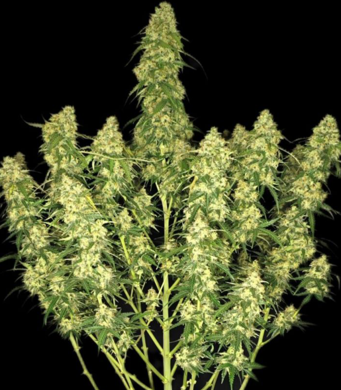 420 Fast Buds | Sour Jealousy | Auto