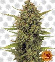 Barney`s Farm | Acapulco Gold | 3 Seeds per Pack