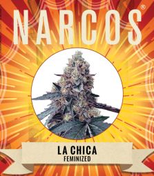 NARCOS | La Chica | 5 Seeds per Pack