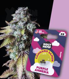 Holy Hemp | Purple Amnesia | 3 Seeds per Pack