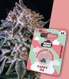 Holy Hemp | Pappy OG | 3 Seeds per Pack