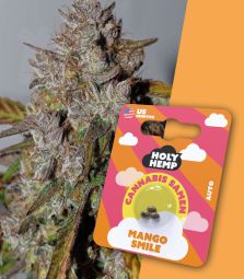 Holy Hemp | Mango Smile | 3 Seeds per Pack