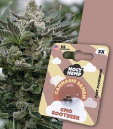 Holy Hemp | GMO Rootbeer | 3 Seeds per Pack