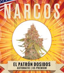 NARCOS | El Patron Dosidos | Auto | 3 Seeds per Pack
