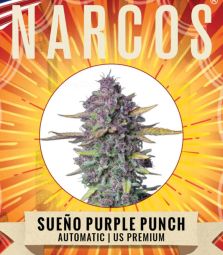 NARCOS | Sueno Purple Punch | 3 Seeds per Pack