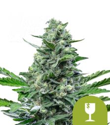 Royal Queen Seeds | Royal Critical Auto | 3 Seeds per Pack