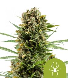 Royal Queen Seeds | White Widow Auto | 3 Seeds per Pack