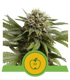 Royal Queen Seeds | Apple Fritter | Auto | USA Premium | 5 Seeds