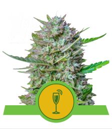 Royal Queen Seeds | Mimosa | Auto | USA Premium | 5 Seeds