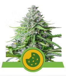 Royal Queen Seeds | Royal Cookies | Auto | USA Premium | 5 Seeds