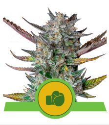 Royal Queen Seeds | Purple Punch | Auto | USA Premium | 5 Seeds