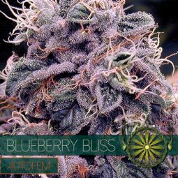 Blueberry Bliss AutoFem | 3 Samen