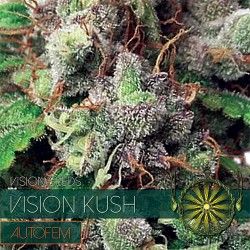 Vision Seeds | Vision Kush AutoFem | 3 Samen