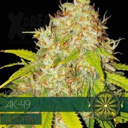 Vision Seeds | AK-49 AutoFem | 5 Samen