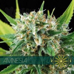 Vision Seeds | Amnesia Haze AutoFem | 5 Samen
